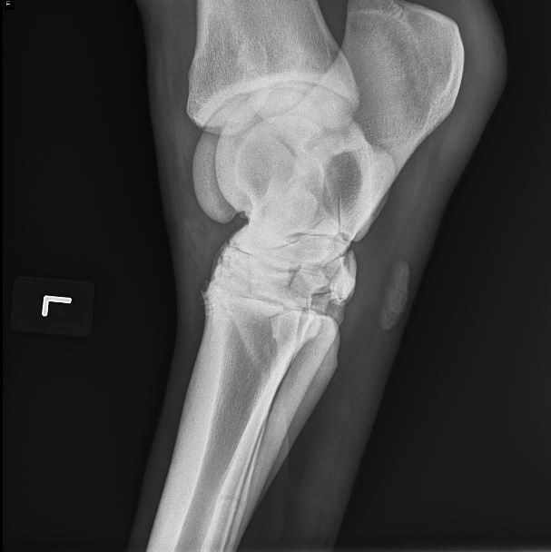 Viewing a thread - hock bone fusion