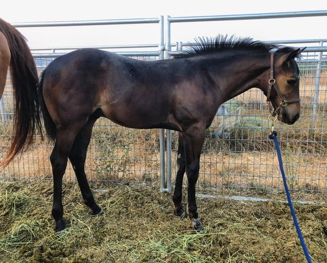 Viewing a thread Bloodline Gurus New broodmare Brookstone Bay