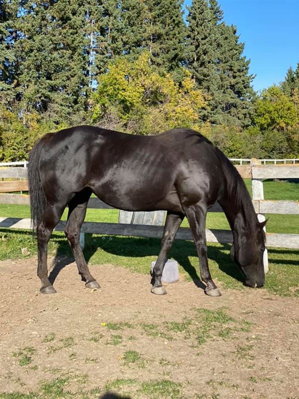 Viewing a thread Bloodline Gurus New broodmare Brookstone Bay