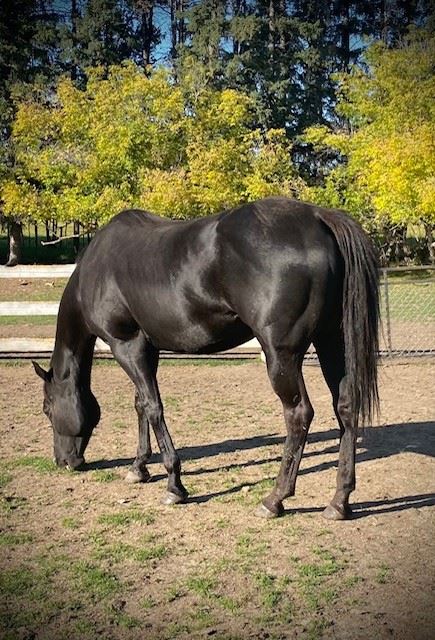 Viewing a thread Bloodline Gurus New broodmare Brookstone Bay