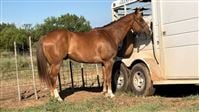 14  year old Gelding