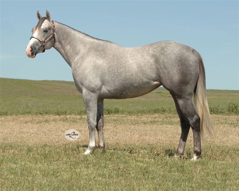 Frenchmans Francine Barrel Horse World