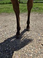 Back Feet