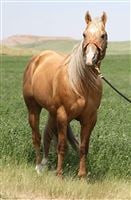 Sire: Frenchmans Elvis