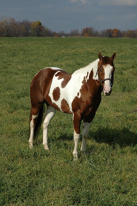 Sky High Fame APHA son of DASH TA FAME - Barrel Horse World