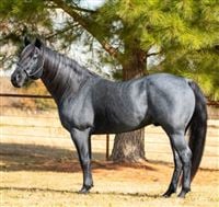 Sire