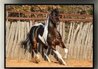 Sire