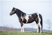 Sire: Dash Ta Magnolia