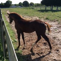 Howelling Corona (aka Jasper ) - Barrel Horse World