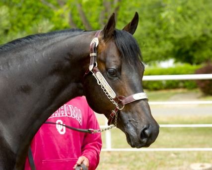 Howelling Corona (aka Jasper ) - Barrel Horse World