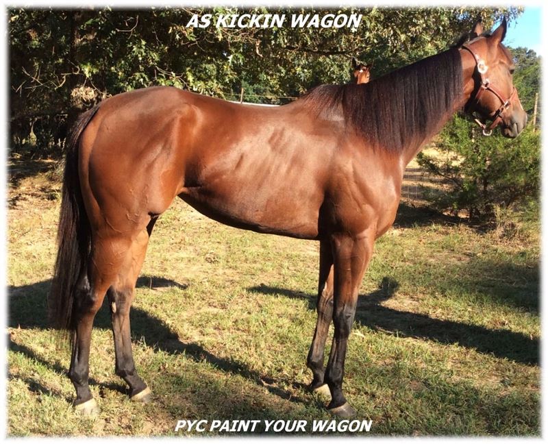 Pyc Paint Your Wagon Horse at Kristina Hedden blog