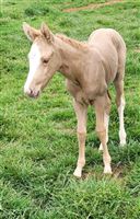 2022 Filly CrownRoyal Frenchman Dam