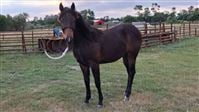 1  year old Mare