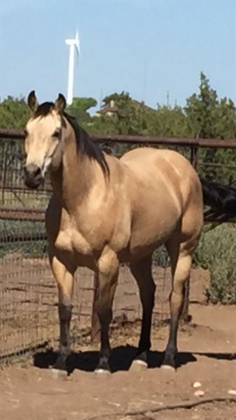 Rowdy Dowdy barrel horse world