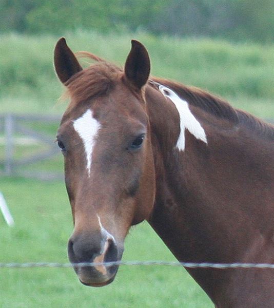 Holy Zip Barrel Horse World