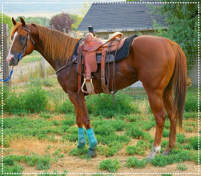 A LEINSTER FLING Barrel Horse World