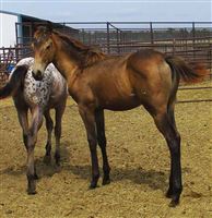 2021 Dark Buckskin Filly out of MSM mare
