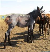 21 Roan Filly
