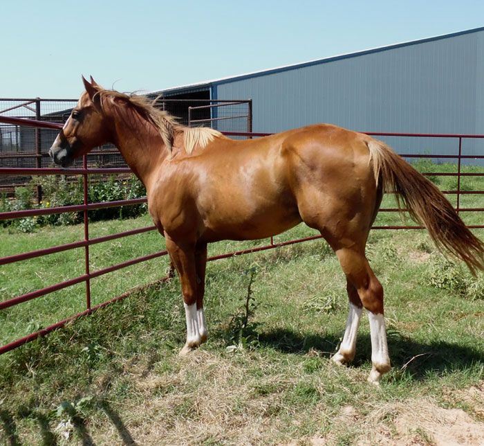 Grandson Of BUGS ALIVE IN 75, (A Special Bugs Alive ) - Barrel Horse World