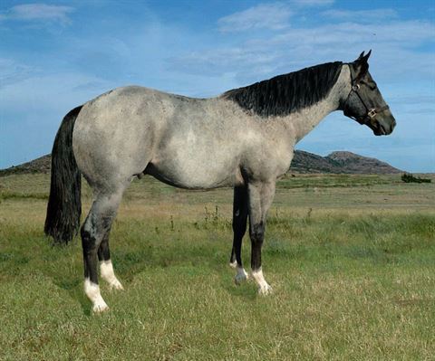 Blue Roan grdsn of Marthas Six Moons (Blue Moons A Blazin ) - Barrel ...