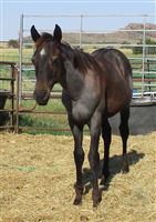 21 Roan filly by Famous Pie