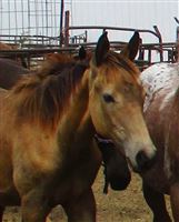 Buckskin Filly by PIE