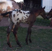 2020 Colt- PIE's 1st ApHC foal!