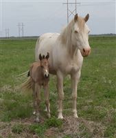 French Vanilla Cream
