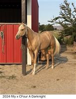 2024 Filly