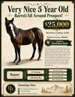 5  year old Gelding
