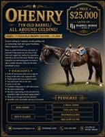 7  year old Gelding