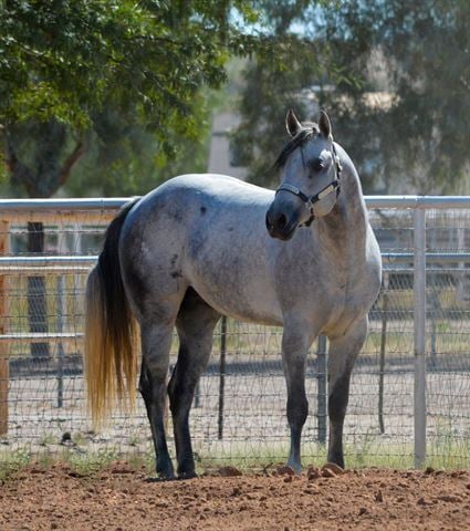 Barrel Horse World