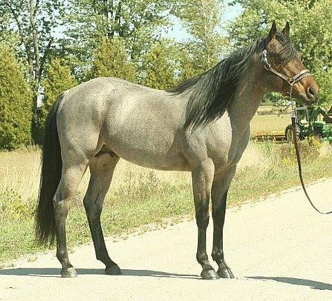 A Streak of Fame sired by A Streak of Fling - Barrel Horse World