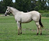 yearling filly 