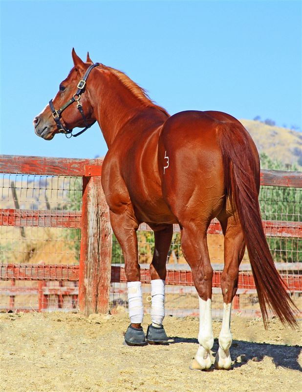 Bar Frenchman Barrel Horse World