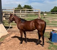 1  year old Stallion