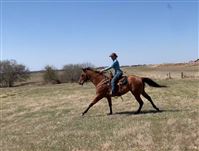 Loping across the field 