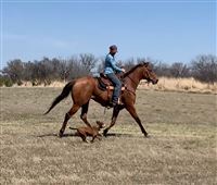 Loping across the field W/sidekick!