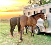 Standing patiently @trailer!