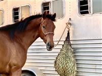Standing patiently @trailer!