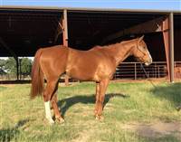 3  year old Gelding