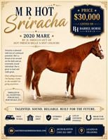 6  year old Mare