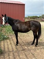 20  year old Mare