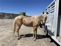 3  year old Mare