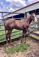 2025 Slick By Design x Shezafirenbully