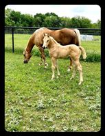 Roxie and ASOF filly