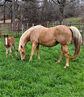 Roxie and slick by design colt