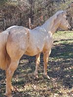 Roxies ASOF filly