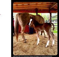 Roxies and PC Frenchmans Hayday colt