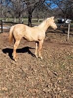 ASOF Filly
